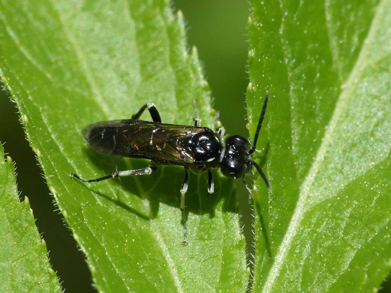 Tenthredinidae in accoppiamento